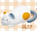calico cat 