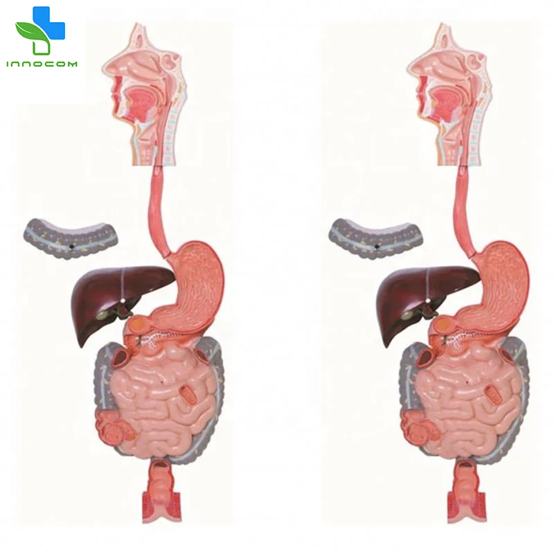 Medical Science Life size 6 parts Digestive System Model PVC Digestive System Anatomical Model