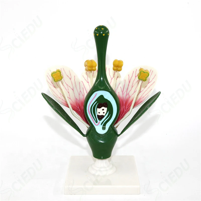 

Medical Anatomy Education Flower Plant Model Biology Teaching Medical Education Flower Plant Model Biology Plant Model