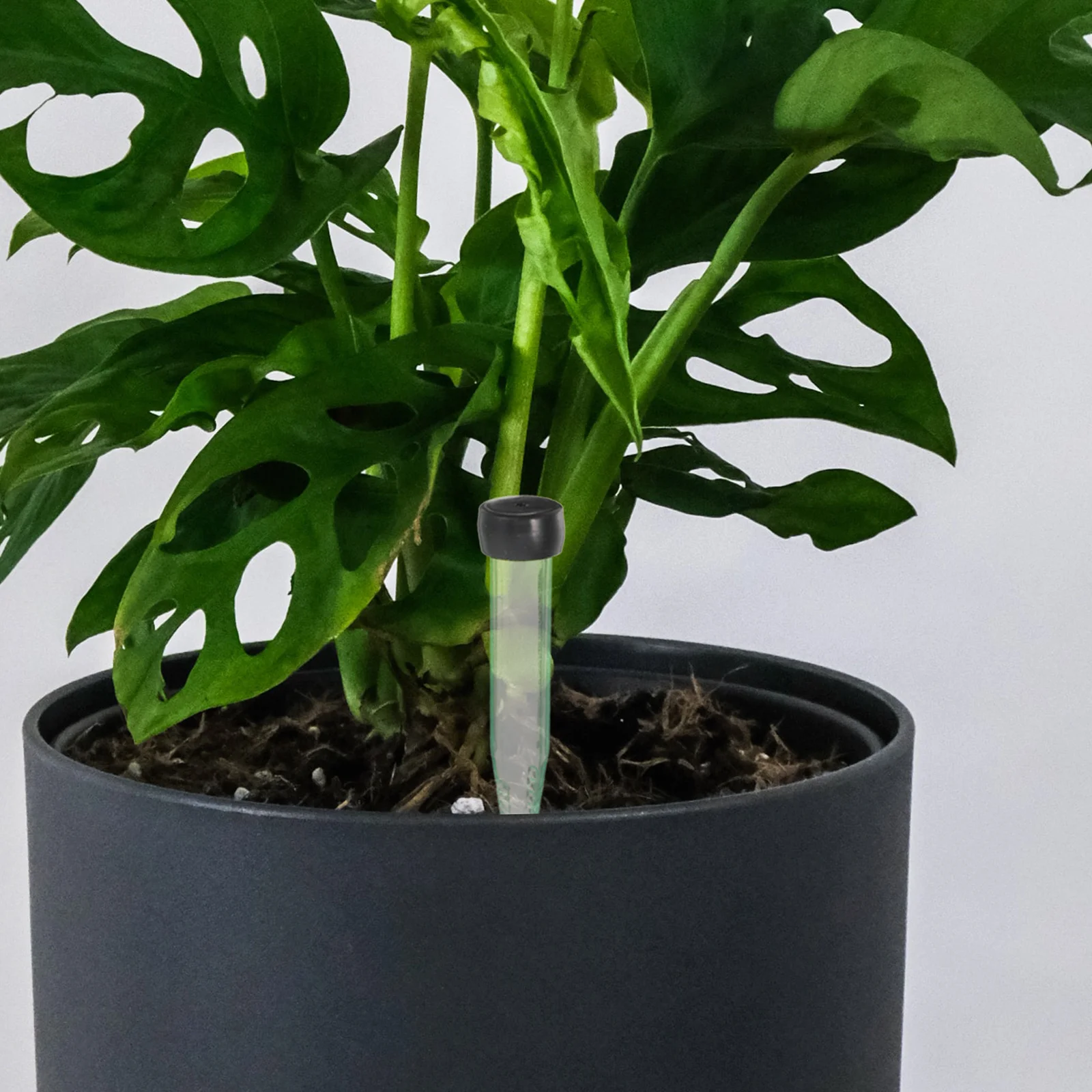 

50Pcs Clear Plastic Pointed Flower Vials Floral Tubes Stem Water Holders for Fresh Flowers Bouquet Arrangement Supplies