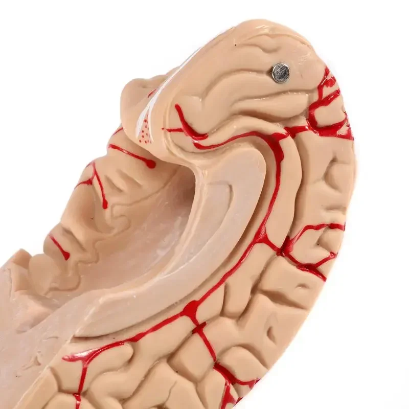 Human Brain Model Anatomically Accurate Brain Model Human Brain Anatomy for Science Classroom Study Display Teach Medical Model