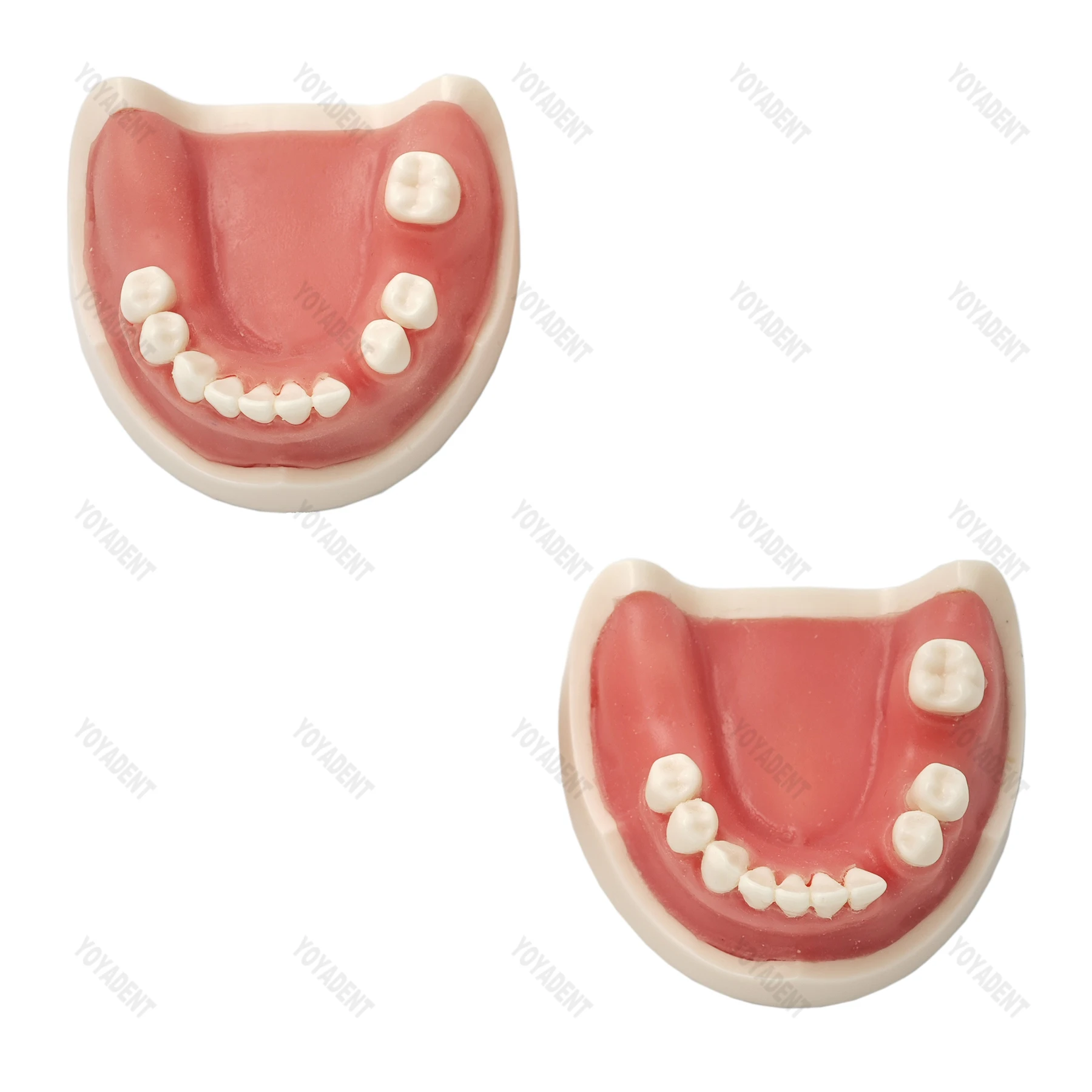 Dental Implant Model Drilling Training Open Suture Model For Patient Education Demo Dentistry Products