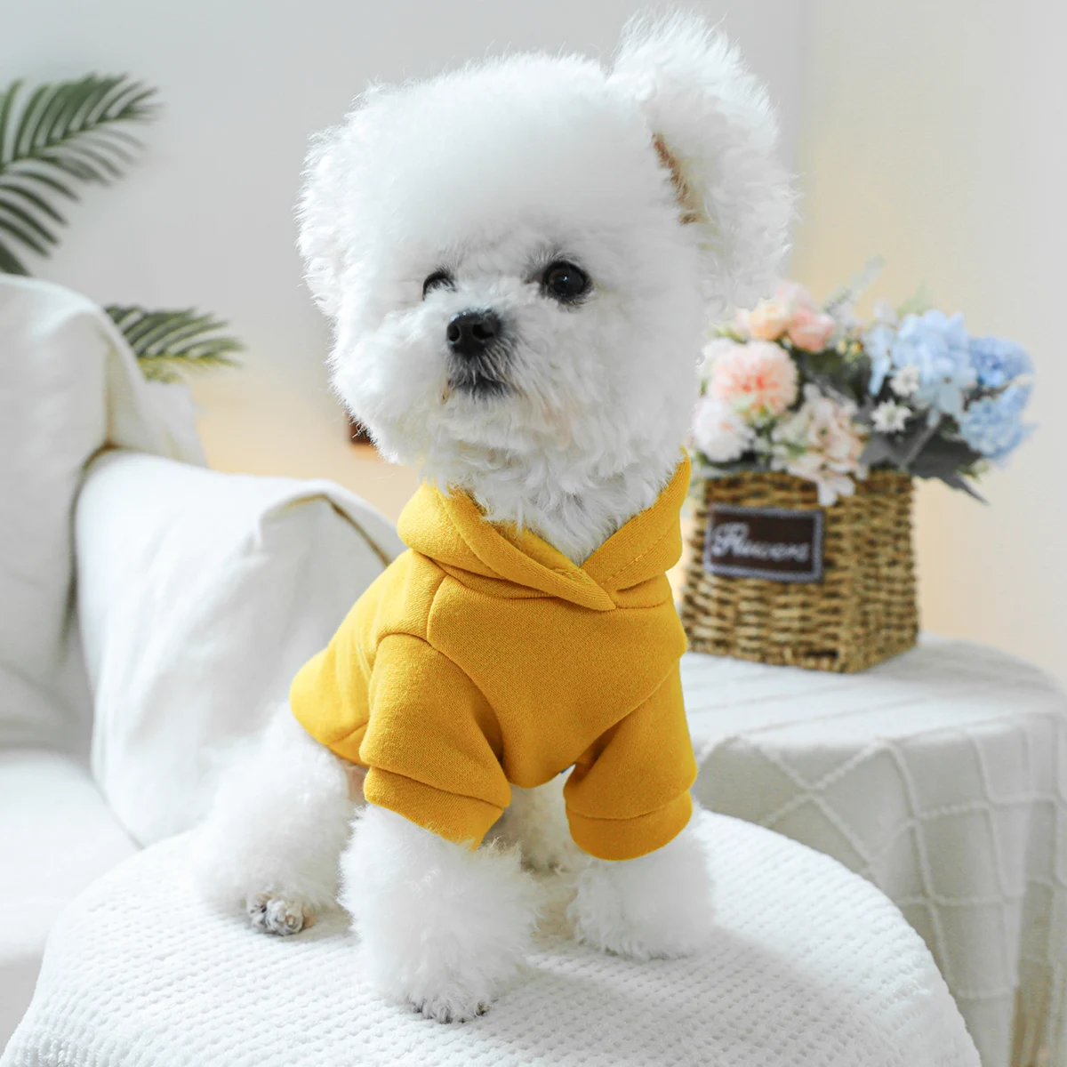 1PC pet clothing cat spring and autumn black flower California yellow hoodie suitable for small and medium-sized dogs