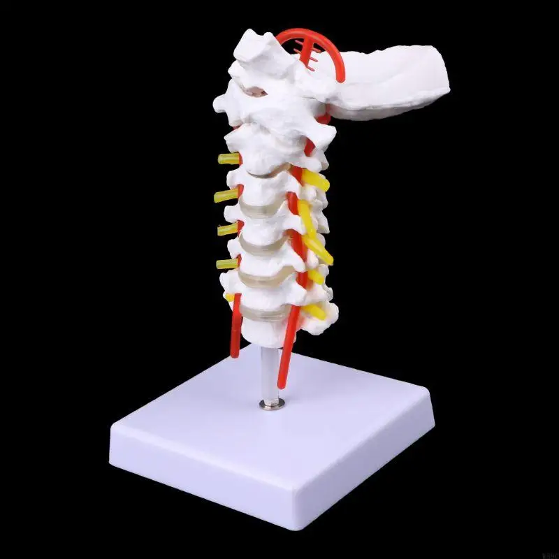 W89C Vertebra Arteria Artryia Mirles Mirles Spine Mirmes Model Model Size Life Size