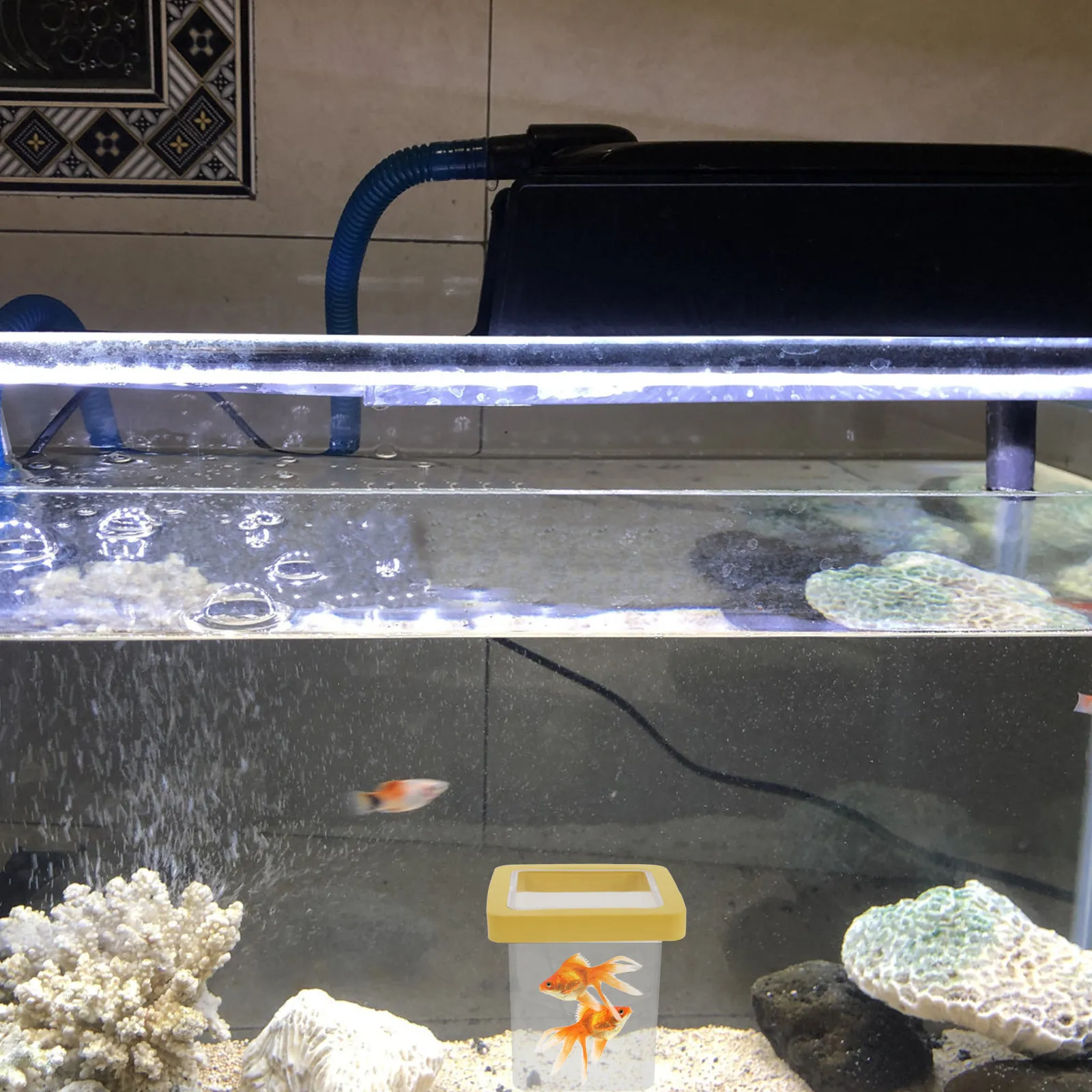 어항용 물고기 번식 상자 3개 세트: 투명한 이중층 구 - Aquarium Fish Betta 리뷰 및 가격