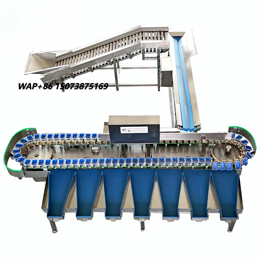 Kehong KHLH-6J Fruit & Vegetable Grading Machine with Sensor & PLC Easy to Operate 220V 0.75kW 1 Year Warranty