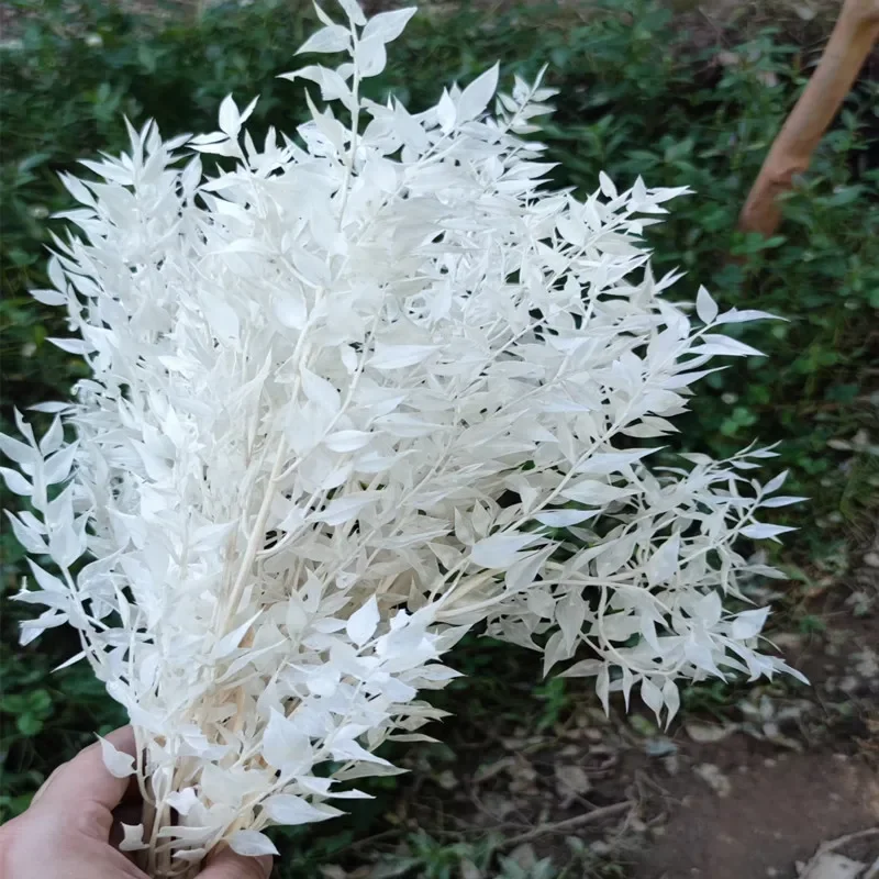 

Unique Natural Dried Flowers with Rich Money Leaves Perfect for Wedding Party Decor and Adding a Boho Flair to Your Living Room