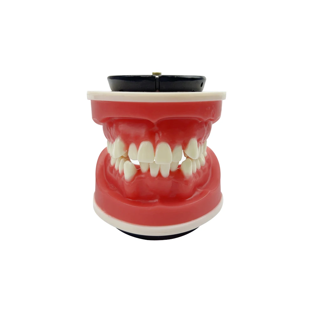 Wax Gum Dental Orthodontic Training Jaw Model Ortho Treament Teeth Model For Dental Student Practice Teaching Education Typodont