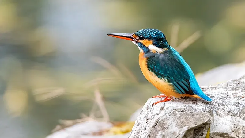 

Набор USB-адаптеров Flywoo (2-в-1) — USB-C «папа» — «мама» — «мама» Micro-B «папа» — «мама» для FPV-дрона «сделай сам» (тюнинг/зарядка)