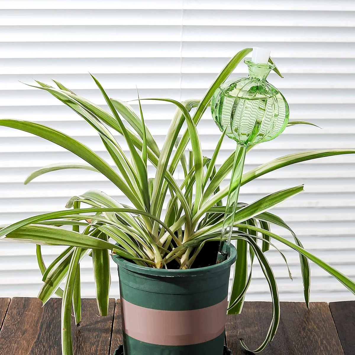 ABLJPlant 散水グローブ、3 個の吹き植物散水装置、自己散水グローブ屋内植物サボテン用散水グローブ