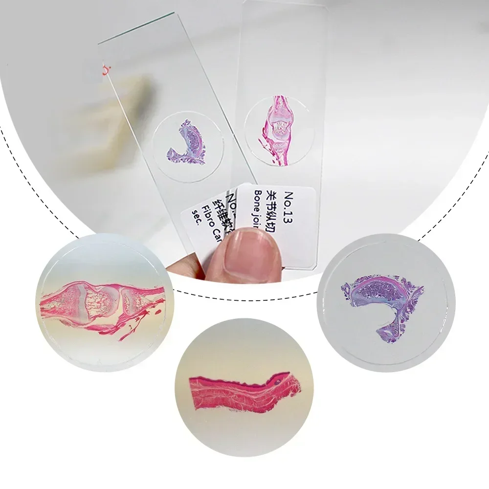 50PCS Human Tissue Sections Microscope Slides Histology Prepared Specimen with Plastic Box Microscopio Accesorio Telescopio