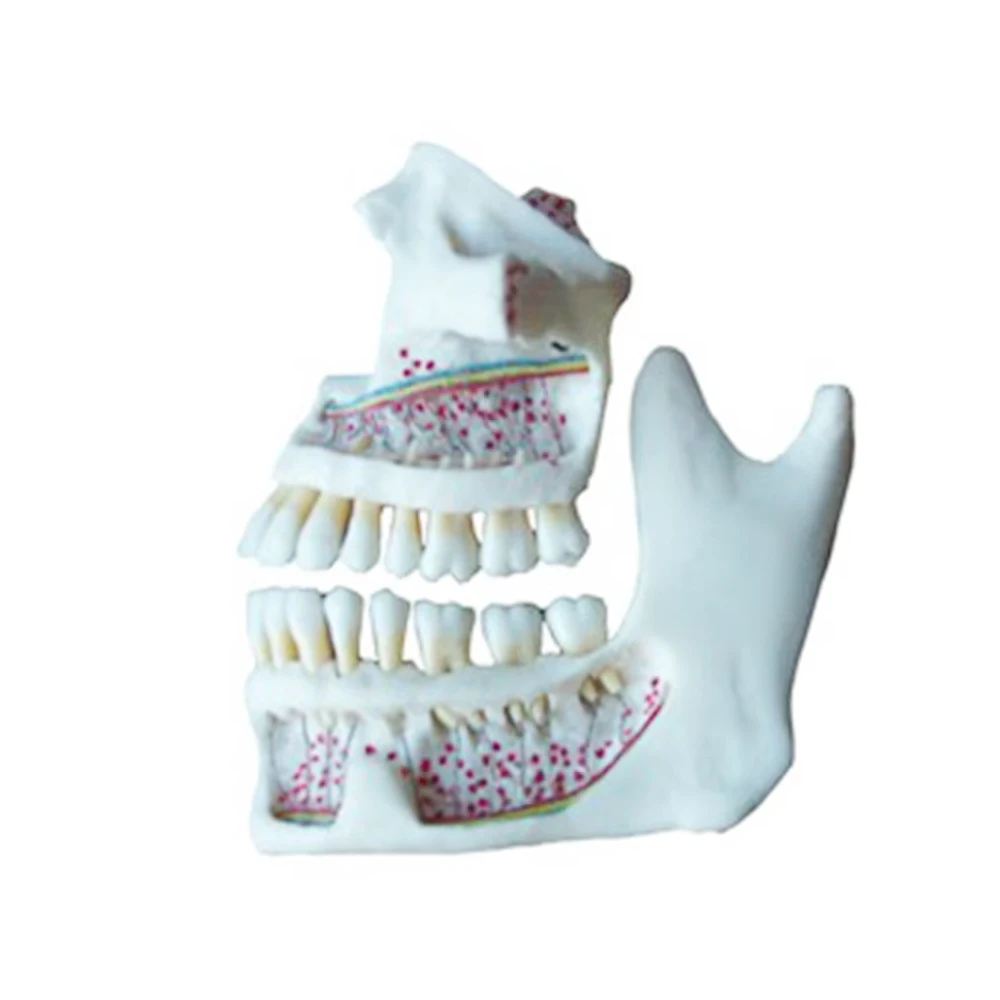 Model zęby i szczęki YTYIN, model zębów i szczęki stosowany w instalacji symulatora.