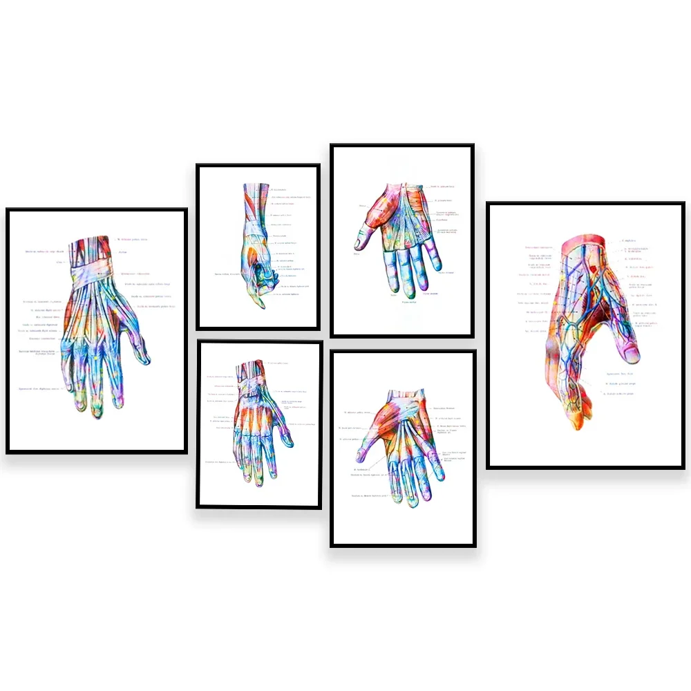 Hand Anatomy, Wrist Muscles and Ligaments Print Chiropractor Hand Surgery Gift Medical Poster Clinic Decoration Orthopedic Gift