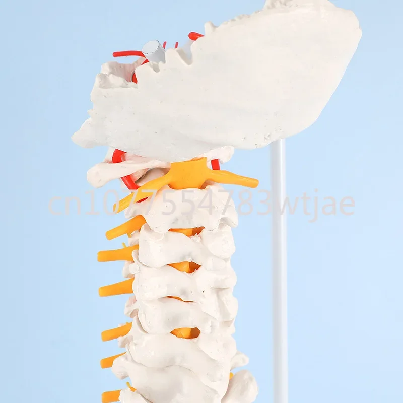 85cm white bendable human spine model, human skeleton, occipital bone, orthopedic teaching