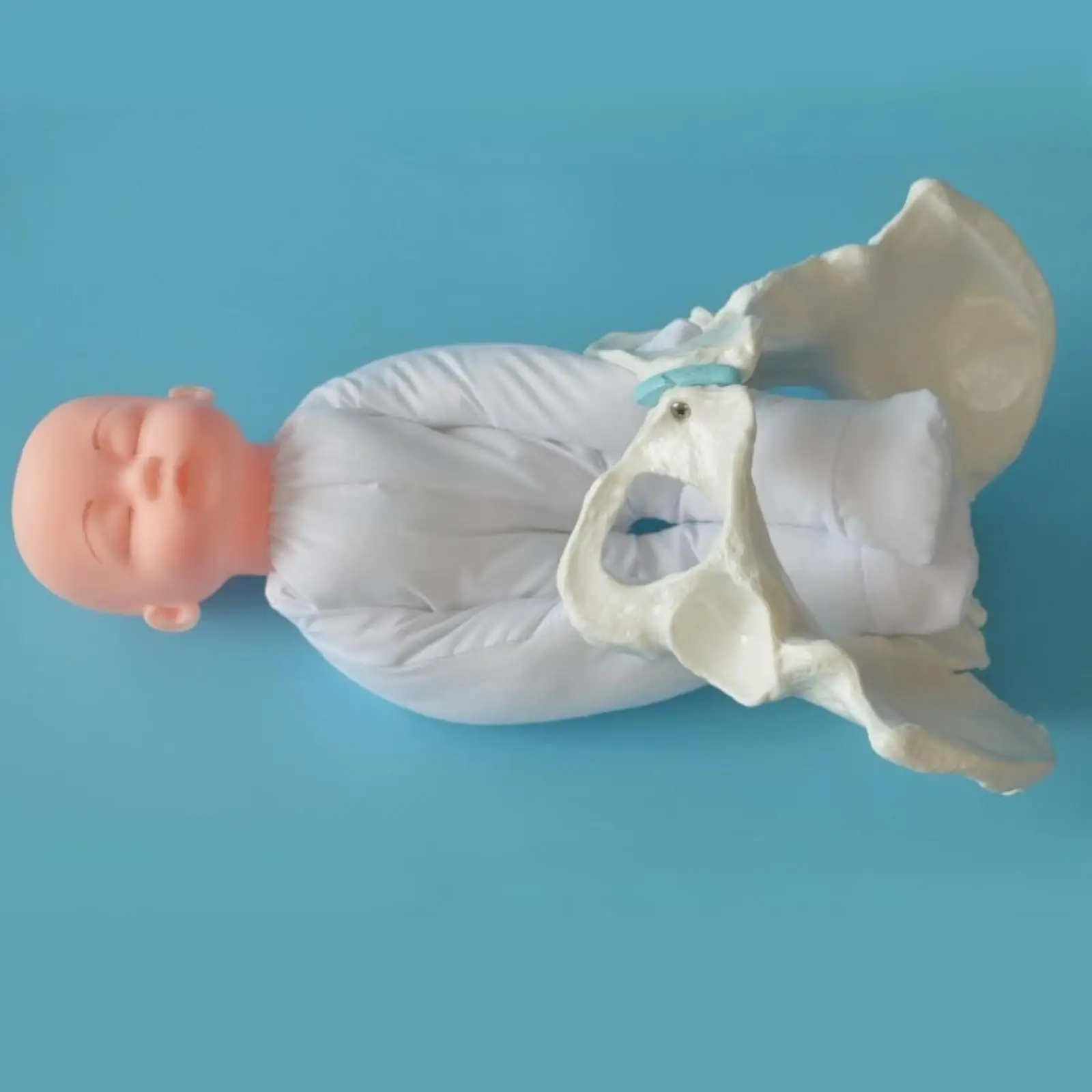 

Female Pelvis Model Childbirth Simulation Educational Equipment, Study Medical Education Female Pelvis and Child Model