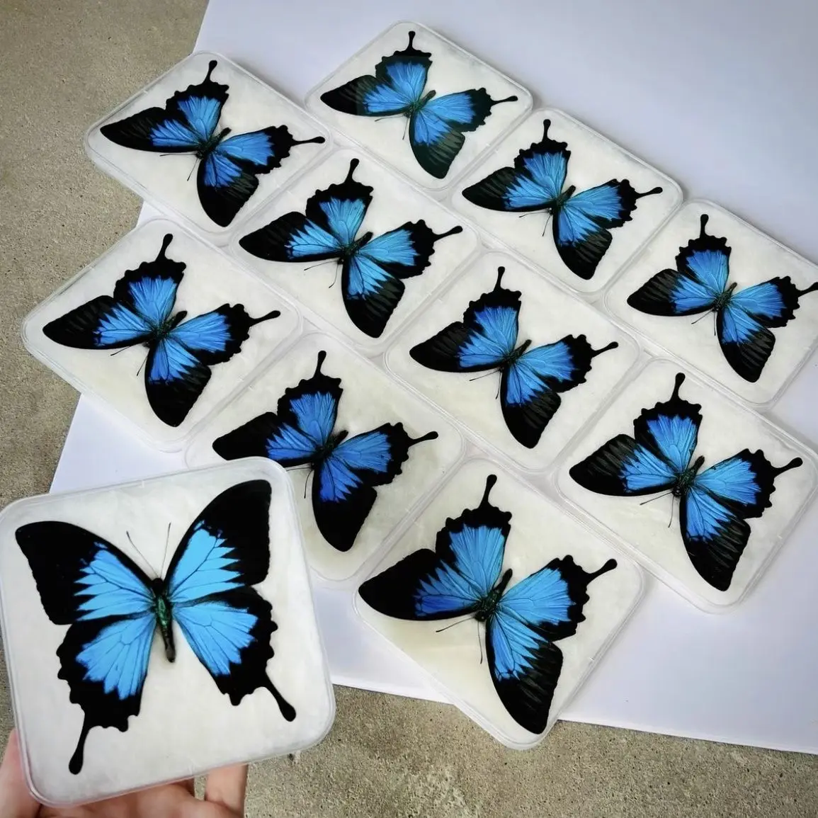 Natural Real Butterfly Art Specimen Paradise Phoenix Butterfly Gives Girlfriend Valentine's Day Gift Home Decoration DIY Crafts