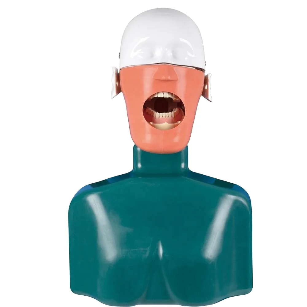 

YTYIN Best Quality Teaching Model Price