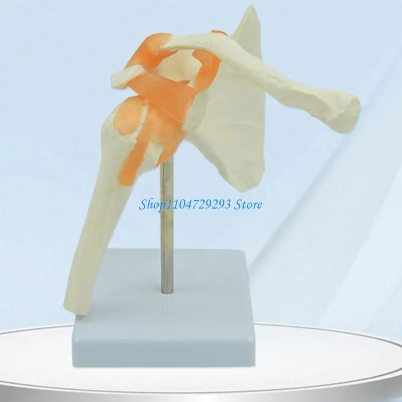 Y2GD LifeSize Model Model ANTOMICAL ANTOMICAL CHO W/ ADEP CHO ANATOMY S