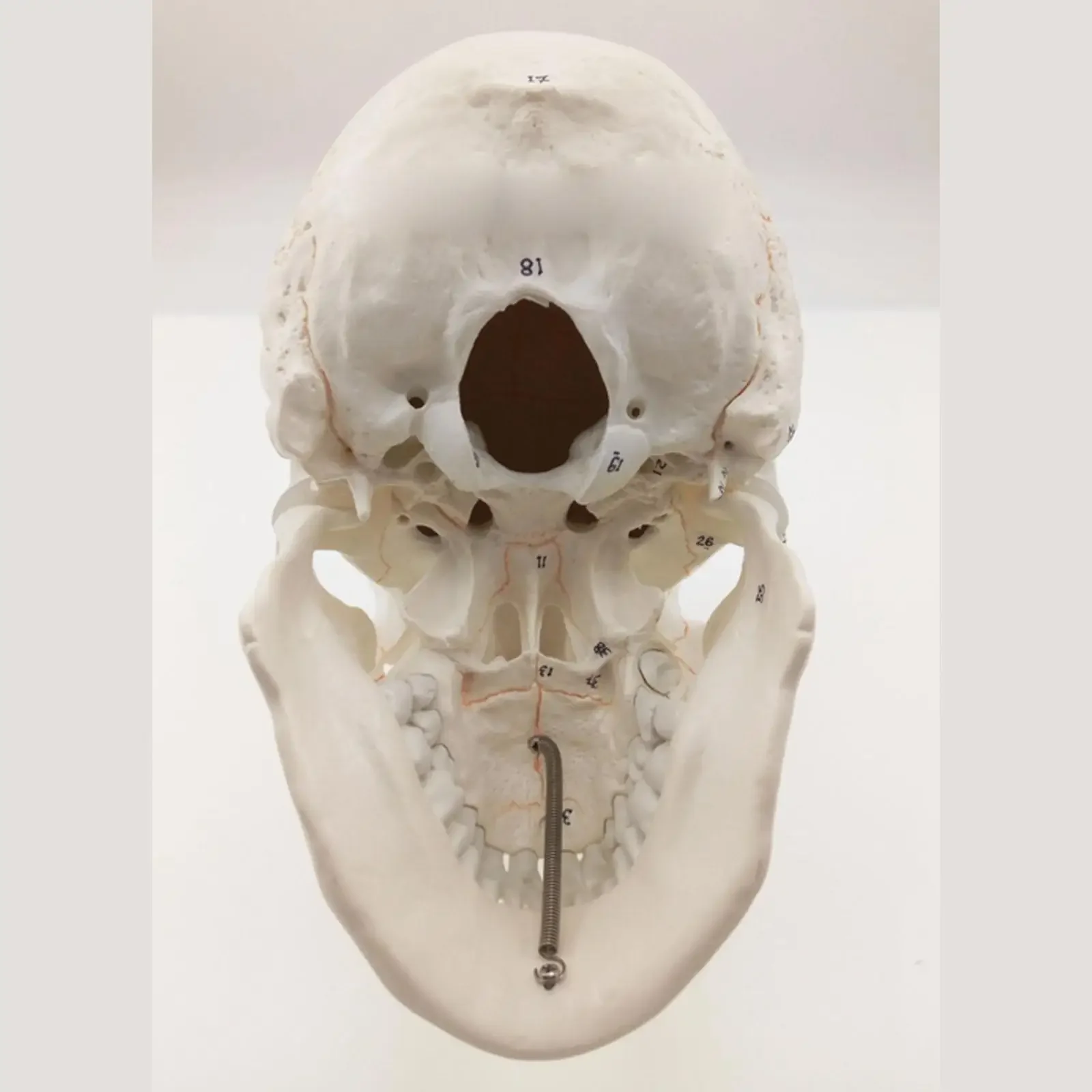 PVC Numbered Human Skull Model Natural Life Size Bone Suture Clear Matt PVC Teaching Resources