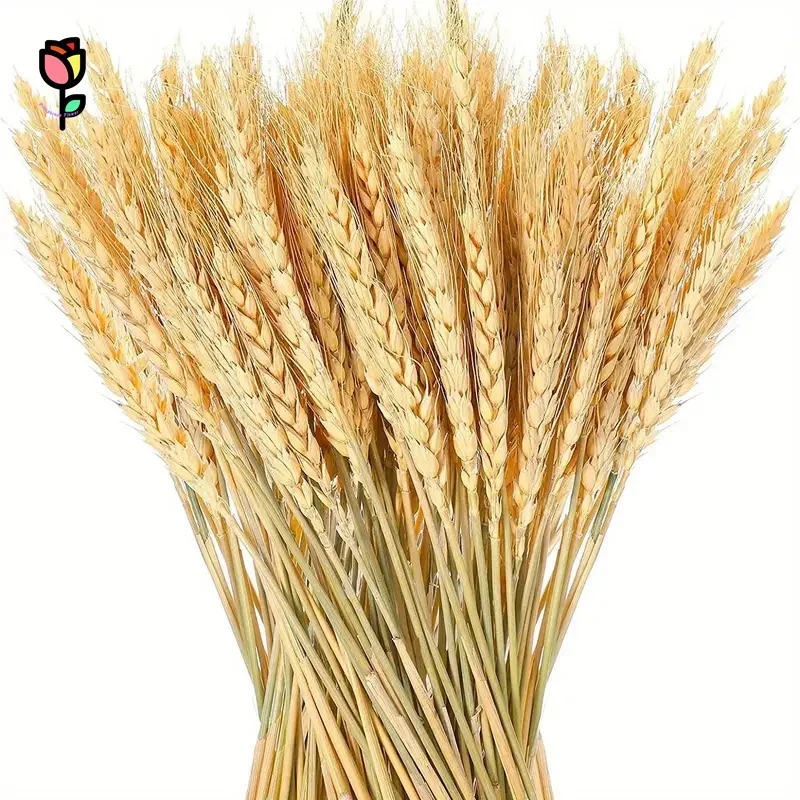 

50PCS Natural Wheat Ear Dried Flower for Boho Home Decor Table Wedding Chriatmas Autumn Decoration DIY Preserved Plants Bouquet