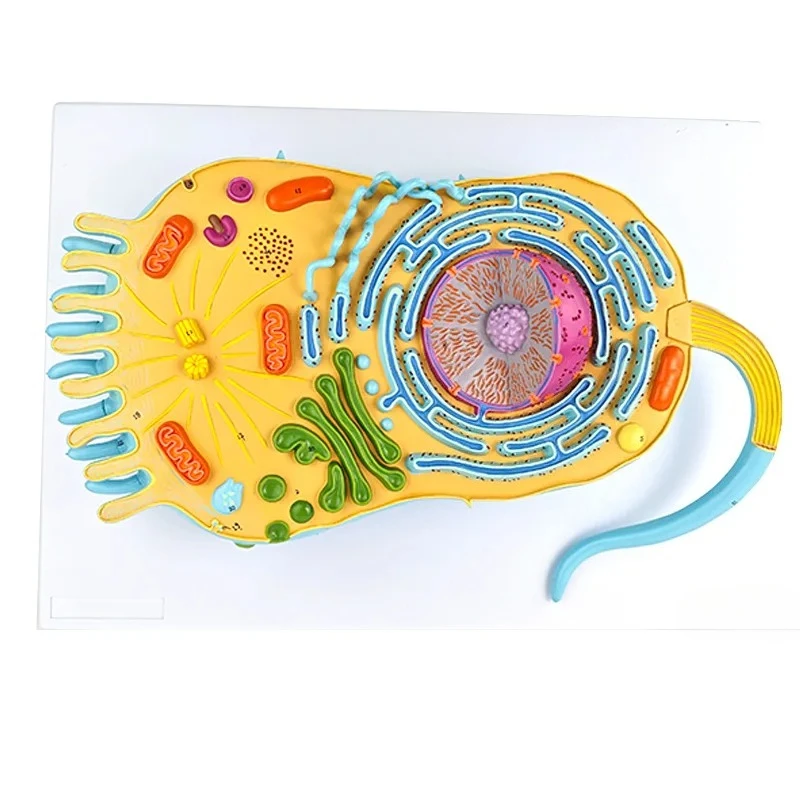 Eukaryotic Cell Structure Model, Eukaryotes, Cell Biology, Teaching