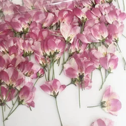 60pcs Side Pressed Natural Malus Spectabilis Flower Plant Herbarium For Jewelry Postcard Invitation Card Phone Case Candle Craft