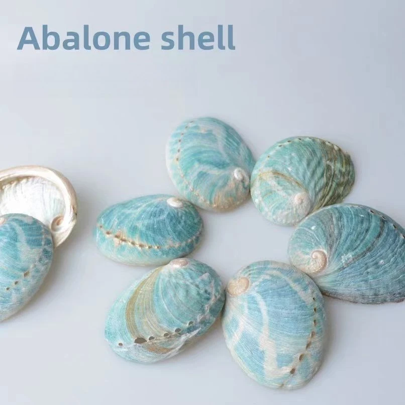 New Australian Blue Abalone Shell Creative Home Shell Ornament 7-9cm Aquarium Landscape Abalone Shell Personality