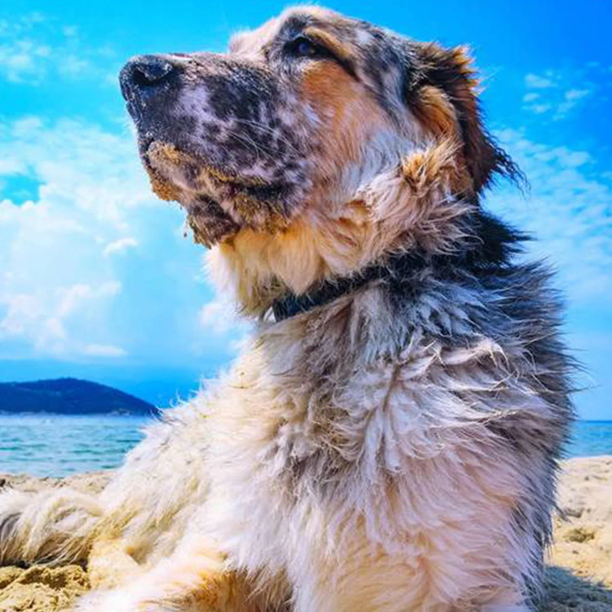 

Dog Training Collar for Large Medium Small Dogs, Anti Barking Device, With 3 Training Modes, Beep, Vibration and Electric-Shock