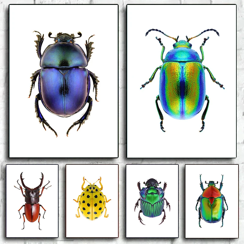 HD Print Insect Beetle Breeds Collection Poster And Print Canvas Painting Retro Wall Art For Living Room Home Decor Cuadros