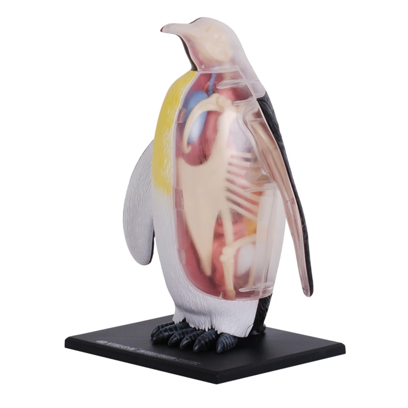 Anatomical model of visceral organs and bones of emperor penguins Animal teaching tools Assembly toy decorations