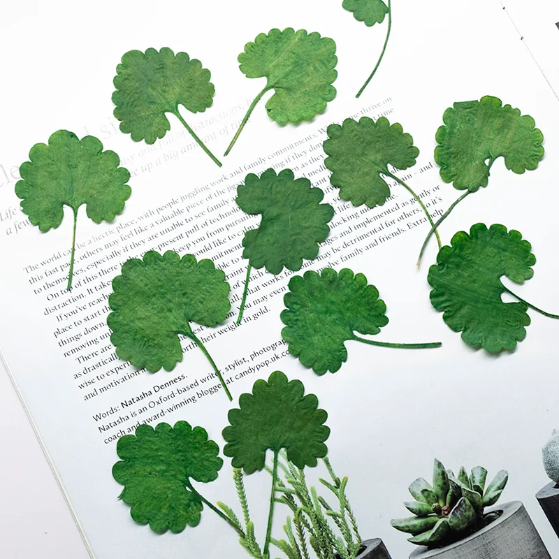 24 Stück, gepresste Mazus-Blumen, DIY-Materialien für getrocknete Blumen, gefärbte grüne Blätter für Scrapbooking, Kunstharzdekoration, Heimdekoration. – Detail 2