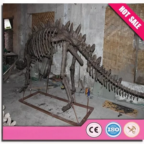 The skeletal model of Brachiosaurus t-rex fossil is used in a museum