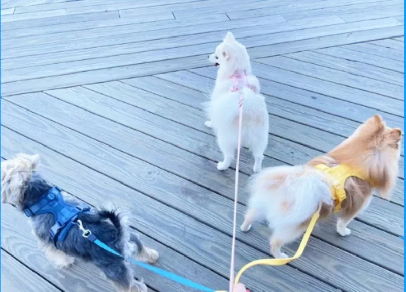 

Креативный уличный ошейник и поводок для выгула собак, набор из водонепроницаемого материала из ПВХ, тканый ремешок для собак, устойчивый к разрыву ошейник для собак