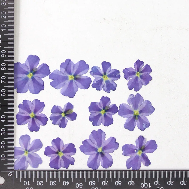 12 Stück, echte getrocknete Blumen, Prägematerialien, DIY-Zubehör für Epoxidharz, für Handyhüllen, Nagelkunst, Gesichtsaufkleber, handgefertigte Dekoration – Detail 25