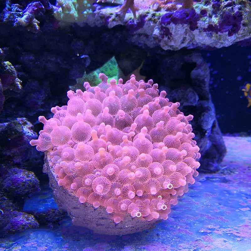 Magnetic Anemone Nest Prevent Running Away Clay and Live Rock Made for Aquarium Reef Tank Aquarium Plants