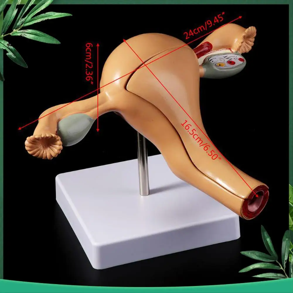 

(НОВИНКА) Анатомическая модель женского репродуктивного органа, матки, вагины, модель женской болезни, анатомическая модель человека, обучающие инструменты