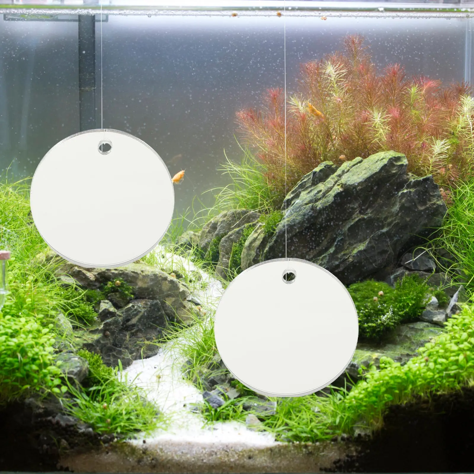 

Double Side Betta Fish Training Mirrors Acrylic Aquarium Ornaments Floating Tank Decorations Premium Betta Tank Supplies 4Pcs