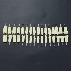 Dental Suture Replacement Screw-in Teeth Typodont Model Fir Frasaco AG3 Type,model Teeth Dentistry Training Practice Tooth