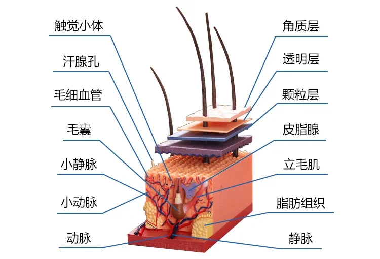 Authentic rhuman skin and hair follicle structure assembly model Beauty hospital teaching equipment