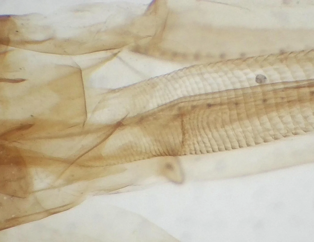 Oculare elettronico per microscopio industriale con sensore IMX335 USB 2.0 CMOS da 5 MP