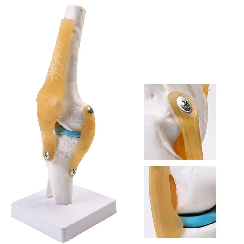 Life Size 1:1 Flexible Human Knee Joint Model with Ligaments, Lightweight Display Base Medical Anatomy Teaching Tool