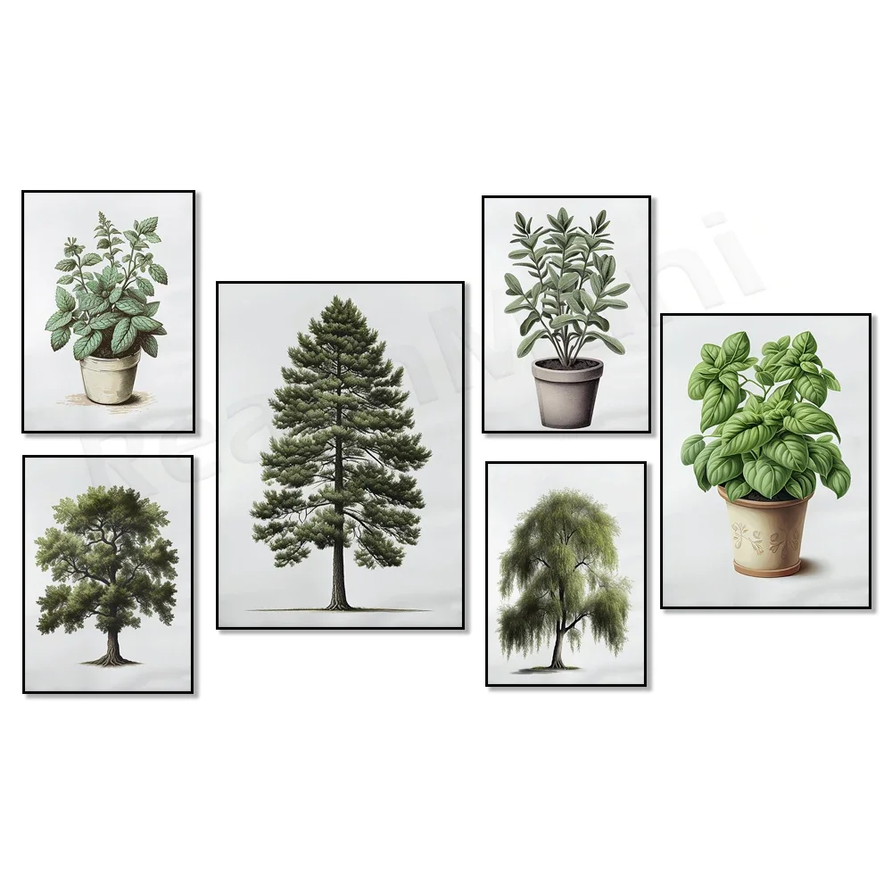 Botanical poster, pine, oak, willow print, cactus, sage, mint, basil, aloe vera, peppermint herb botanical illustration, tree ar