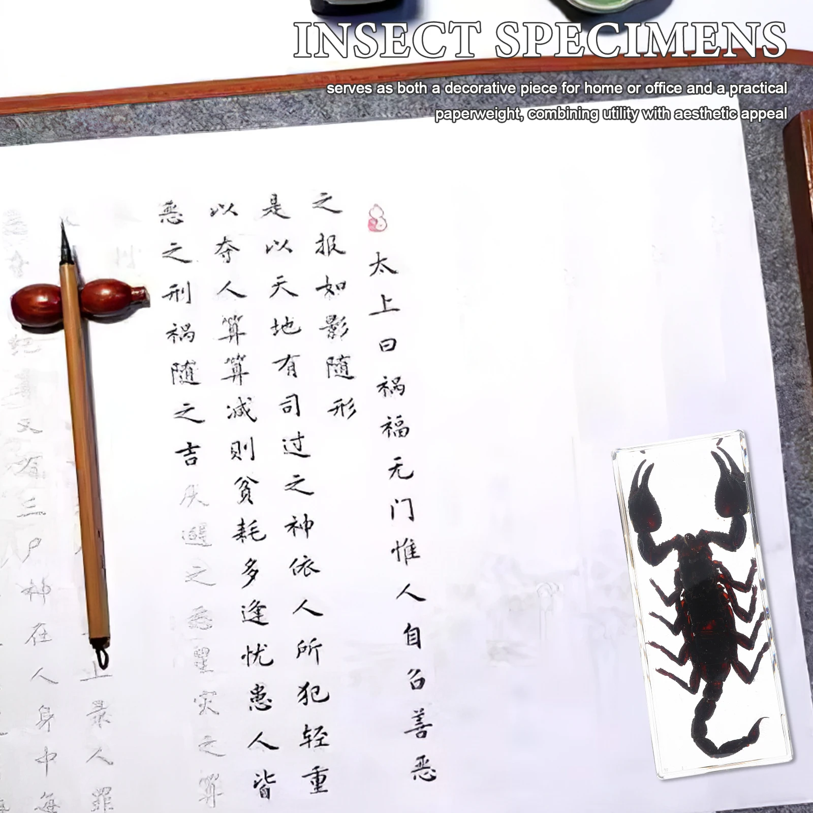 

Scorpion Insect Specimens Preserved Resin Scientific Paperweight Office Home Education Science Classroom Collection