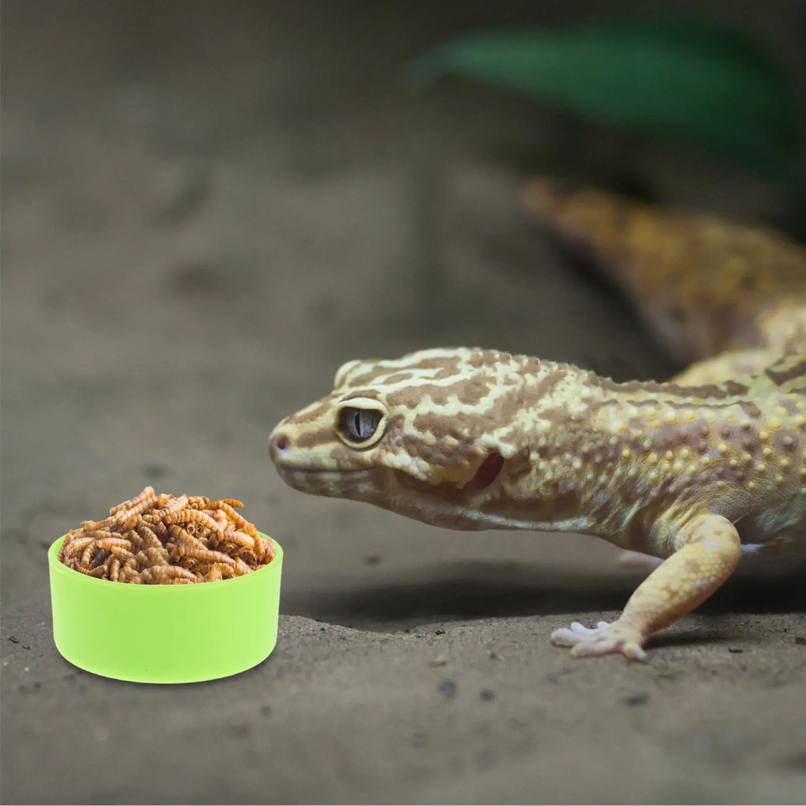 30Pcs Reptile Feeding Dish Stable Non-Tip Food Water Bowl for Bearded Dragon Gecko Chameleon Hermit Crab Tarantula Small Animals