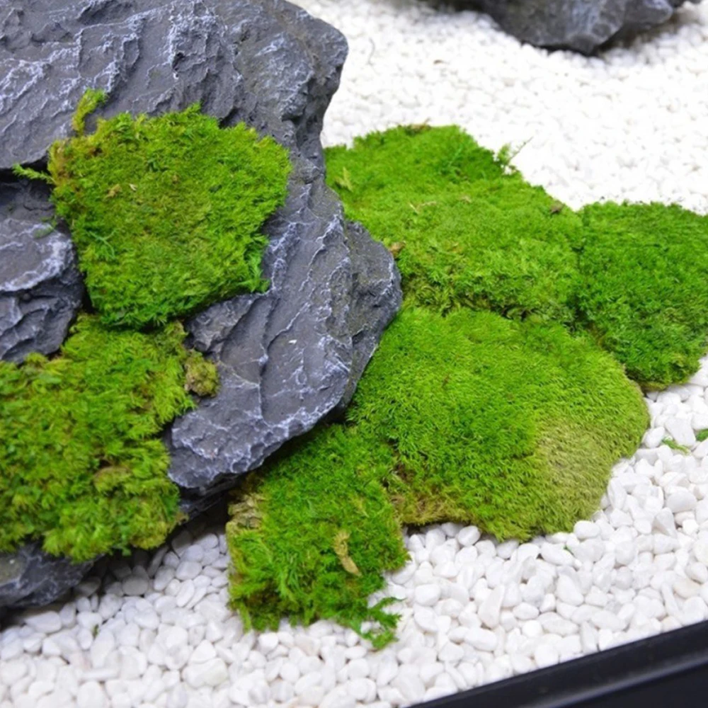 20/80g Eternal Life Moss Grass Mini Landscape Fake Grass DIY Crafts  Home Living Room Garden Decoration Artificial Green Plants