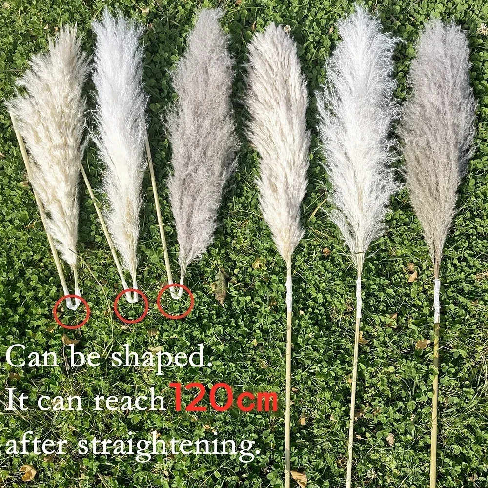 120cm - 130cm Fluffy Large Pampas Grass,Natural Dried Flower Bouquet,Boho Wedding Decoration,Shop Ornament,Vintage Home Decor view 4