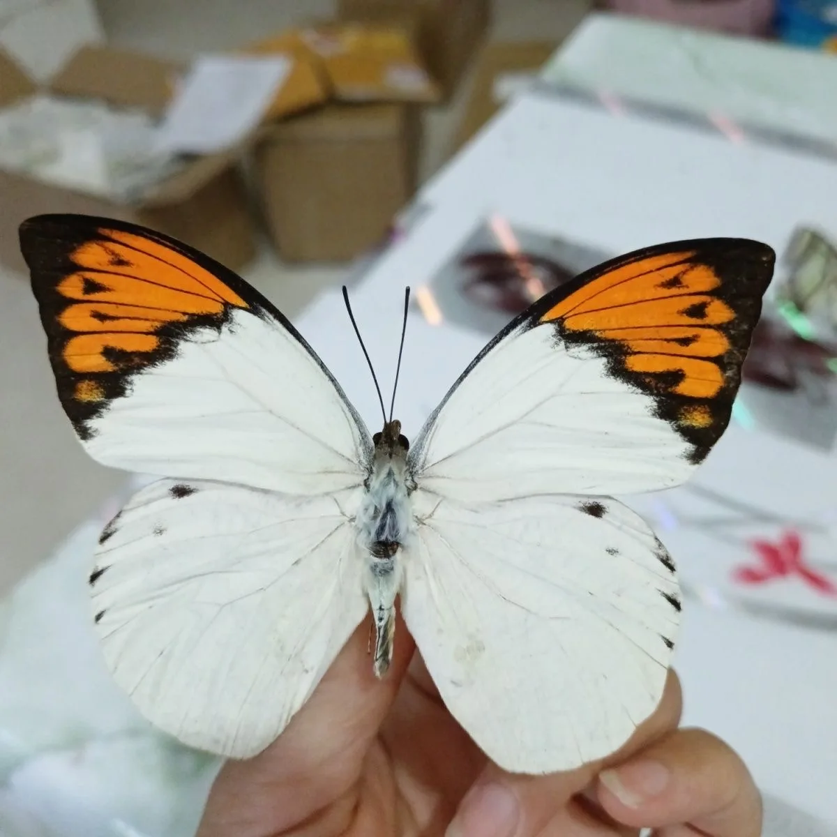 6-100 pcs natural Real Butterflies Specimen (Orange-barred Jezebel‌）