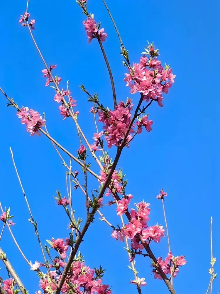 

2812 V2 FPV Motor 900KV/1115KV 3-6S Brushless for RC Multirotor Airplane 7" 8" 9" FPV FOR Long Range Drones Motor DIY Parts