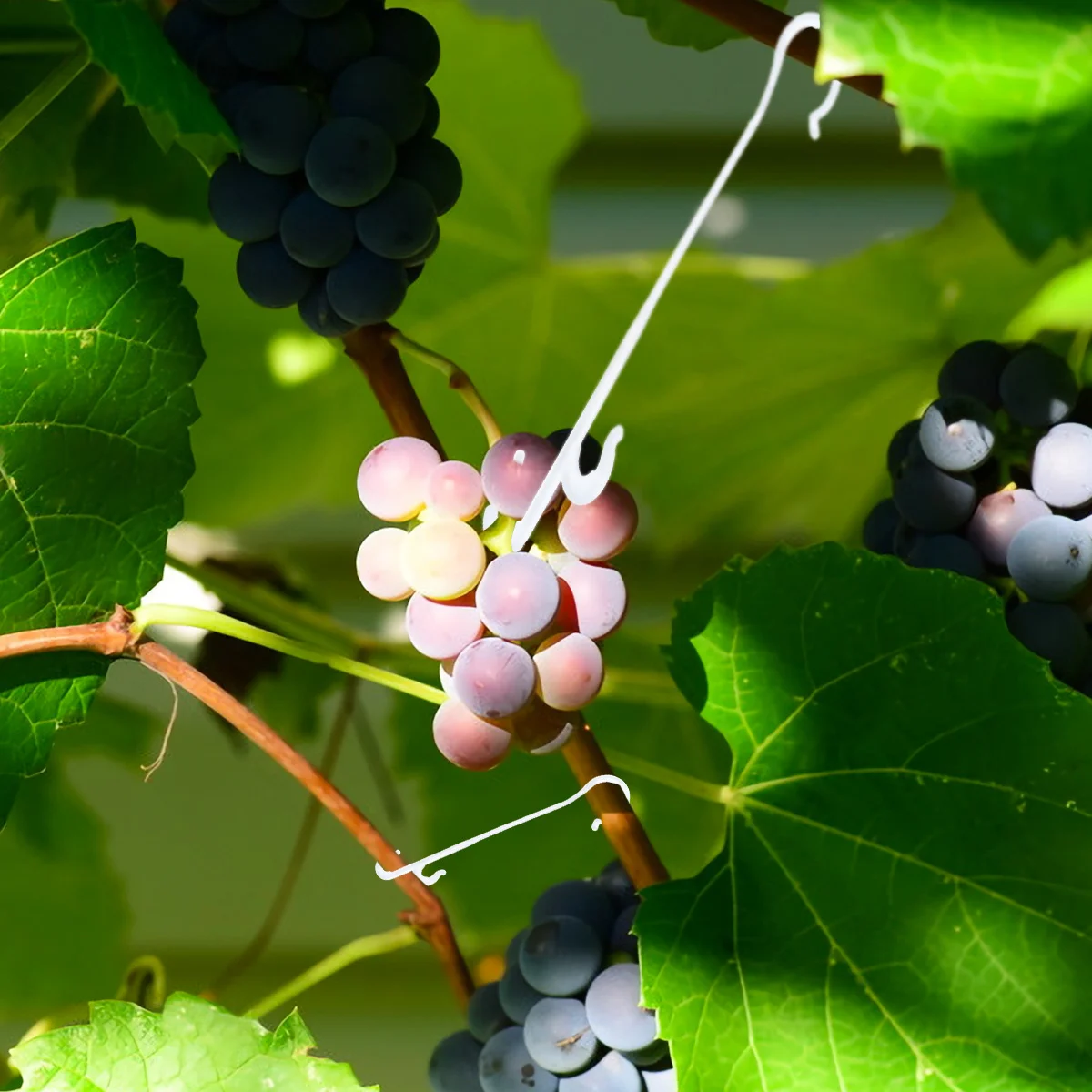 

850pcs Plant Support 1Kg White Vegetable Vine Hook For Tomato Cucumber Pepper Garden Trellis Hanging Supplies Fruit Pull Hook