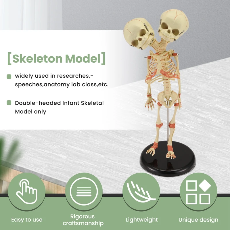 A35Q-Human Body Double Heads Baby Skull Bone Anatomy Brain For Display Research Teaching